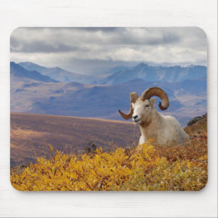 Mousepad carneiro de Dall, Ovis dalli, carneiro
