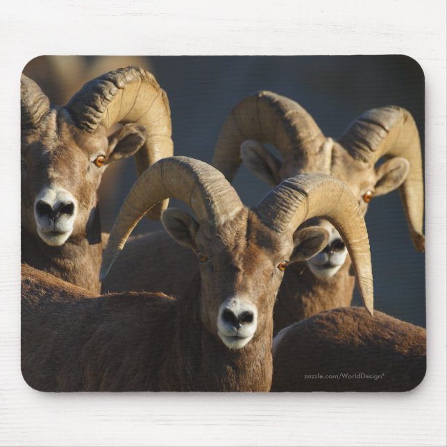 Mousepad Carneiros de Bighorn (Frente)