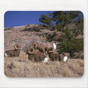 Mousepad Carneiros de veado selvagem da montanha rochosa