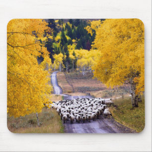Mousepad Carneiros na estrada secundária