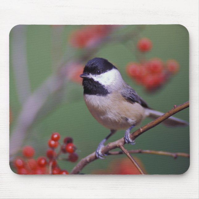 Mousepad Carolina Chickadee (Frente)
