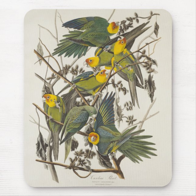 Mousepad Carolina Parrot - John James Audubon (1827-1838) (Frente)