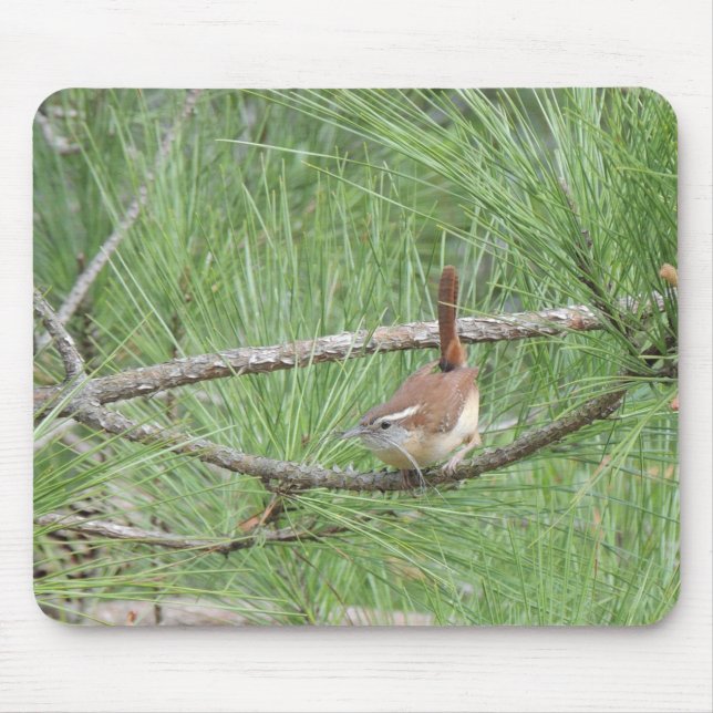 Mousepad Carolina Wren em Pine Tree (Frente)