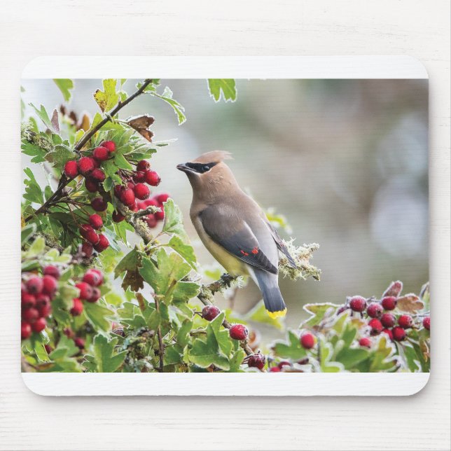 Mousepad Cartões saudáveis - Cedar Waxwing (Frente)