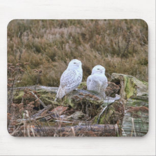 Mousepad Casal nevado da coruja