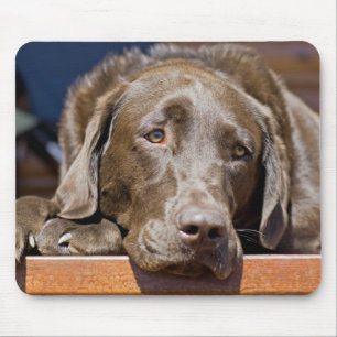 Mousepad Castanho-de-chocolate castanho-labrador-varejista