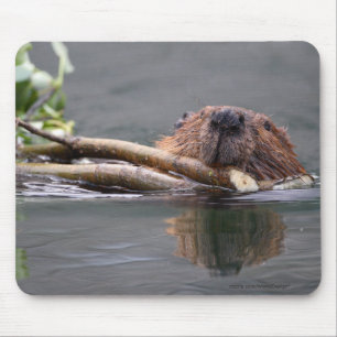 Mousepad Castor