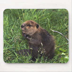 Mousepad Castor