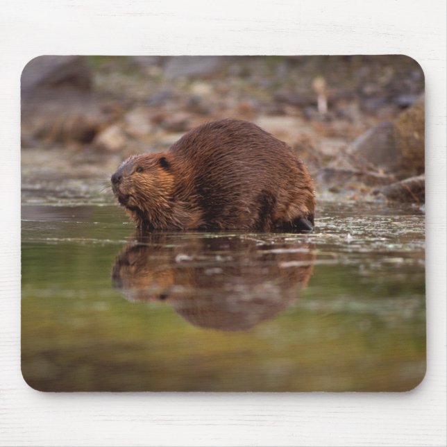 Mousepad castor, Castor canadensis, vai para uma natação (Frente)
