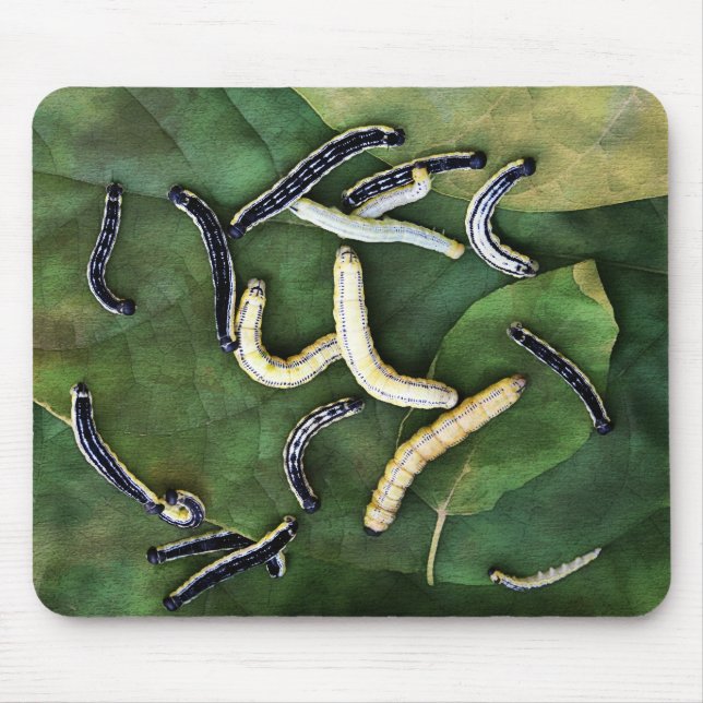 Mousepad Catalpa Worms Catfish Bait Fotografia (Frente)