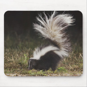 Mousepad Catingueira, Mephitis mephitis