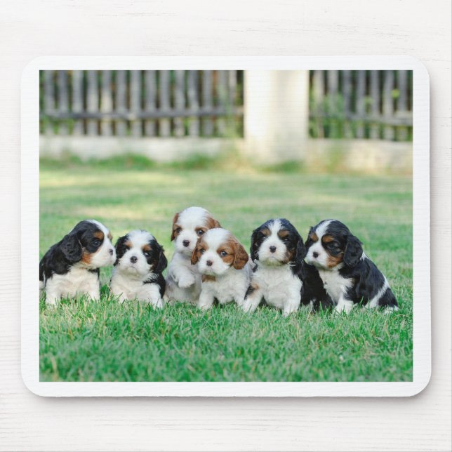 Mousepad Cavalier King Charles Spaniel filhotes (Frente)