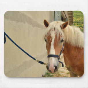 Mousepad cavalo