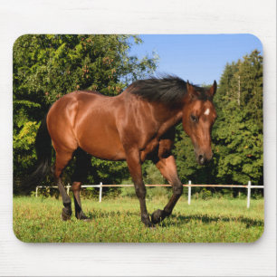 Mousepad Cavalo
