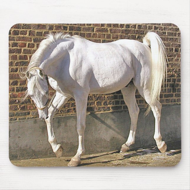 Mousepad Cavalo árabe branco bonito (Frente)
