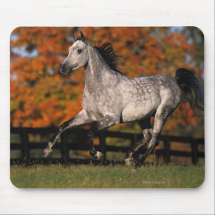 Mousepad Cavalo árabe: Outono 1