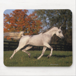 Mousepad Cavalo árabe: Outono 2