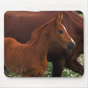 Mousepad Cavalo Árabe Perto da Mãe