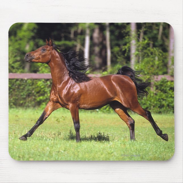 Mousepad Cavalo árabe que funciona 2 (Frente)