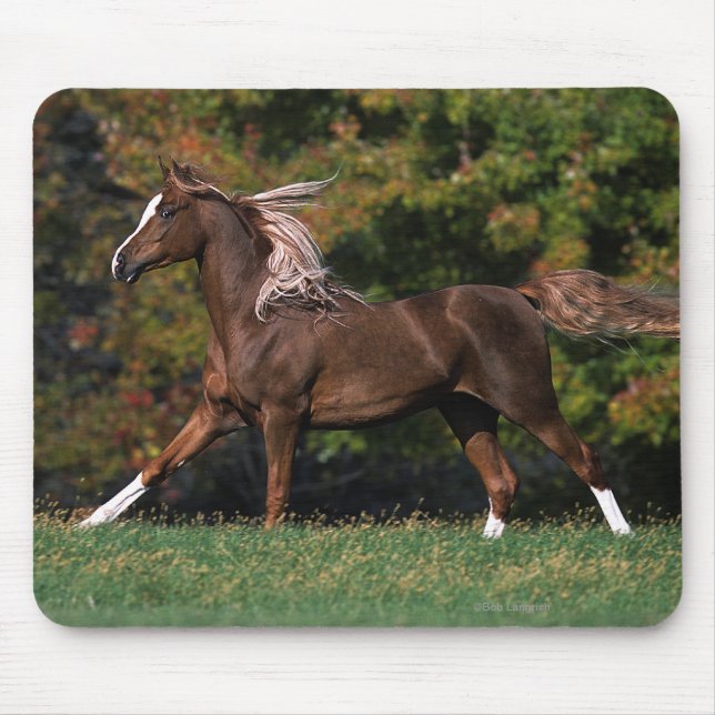 Mousepad Cavalo árabe que funciona no campo gramíneo (Frente)