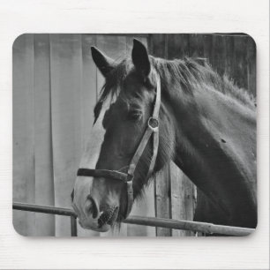 Mousepad Cavalo Branco Negro - Fotografia Animal