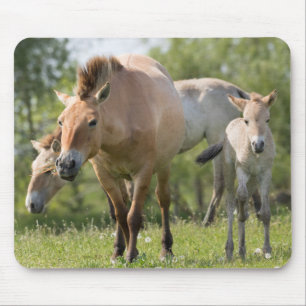 Mousepad Cavalo de Przewalski e potro andando