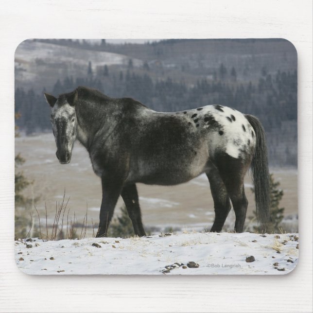 Mousepad Cavalo do Appaloosa na neve (Frente)