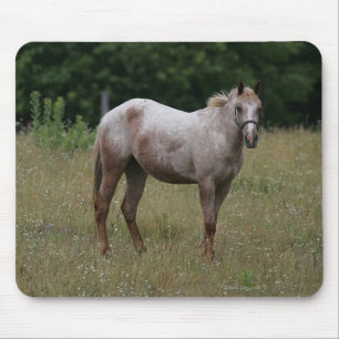 Mousepad Cavalo do Appaloosa que está na grama