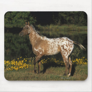 Mousepad Cavalo do Appaloosa que está pelo lago