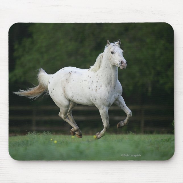 Mousepad Cavalo do Appaloosa que funciona 1 (Frente)