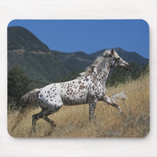 Mousepad Cavalo do Appaloosa que funciona acima a montanha (Frente)