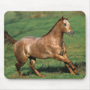 Mousepad Cavalo do Appaloosa que funciona no campo gramíne