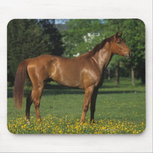 Mousepad Cavalo do puro-sangue nas flores