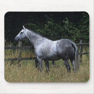 Mousepad Cavalo do puro-sangue que está pela cerca