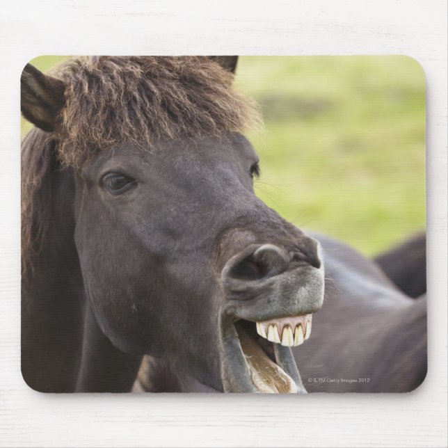 Mousepad Cavalo islandês com expressão engraçada (Frente)