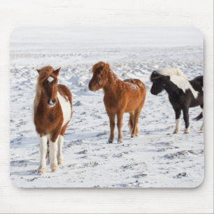 Mousepad Cavalo Islandês com Típico Casaco de Inverno