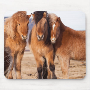 Mousepad Cavalo islandês durante o inverno