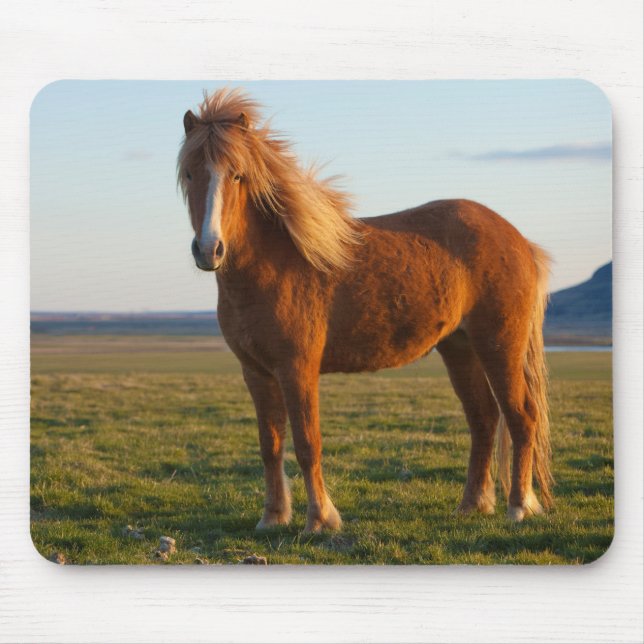Mousepad Cavalo islandês na luz solar (Frente)