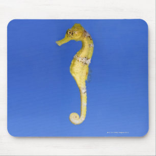 Mousepad Cavalo marinho