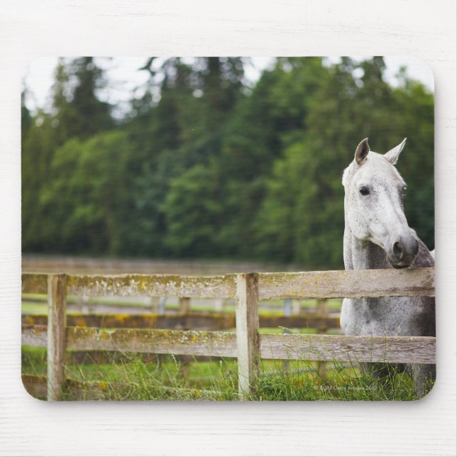 Mousepad Cavalo no campo olhando sobre a cerca (Frente)