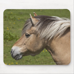 Mousepad Cavalo norueguês do fiorde