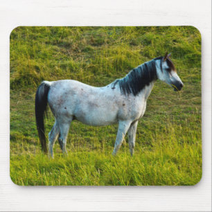 Mousepad cavalo Palouse, Colfax, Palouse Area, Washington