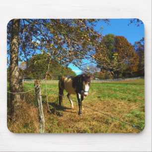 Mousepad Cavalo Pintado,