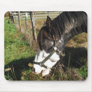 Mousepad Cavalo Pintado, flor de rendas da Rainha Ann Comid