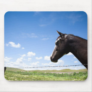 Mousepad Cavalo que está na cerca no pasto