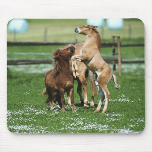 Mousepad Cavalos 3