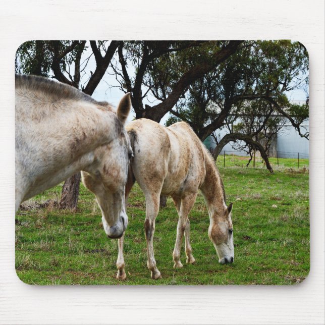 Mousepad Cavalos Brancos De Muda, (Frente)