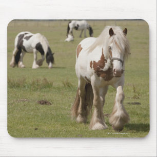 Mousepad Cavalos de Clydesdale em um campo, Northumberland,