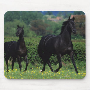 Mousepad Cavalos do puro-sangue no campo de flor