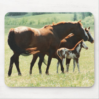 Mousepad Cavalos e imagem do potro